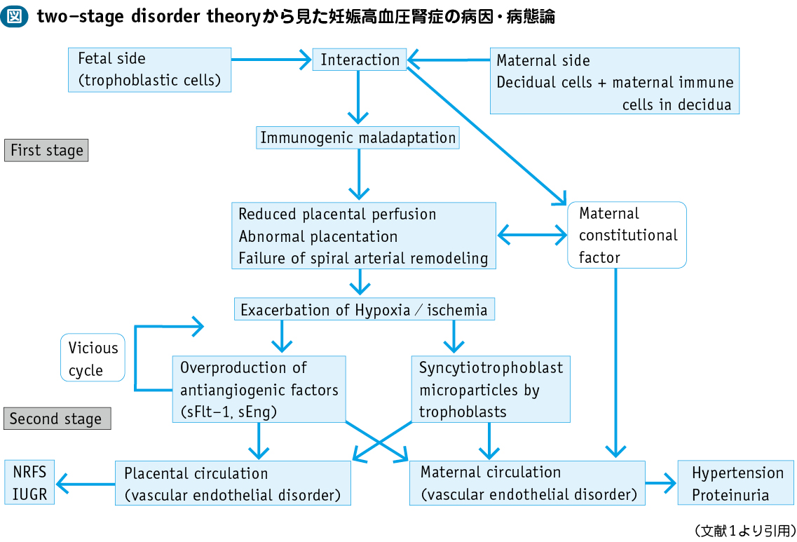 妊娠 高血圧 症