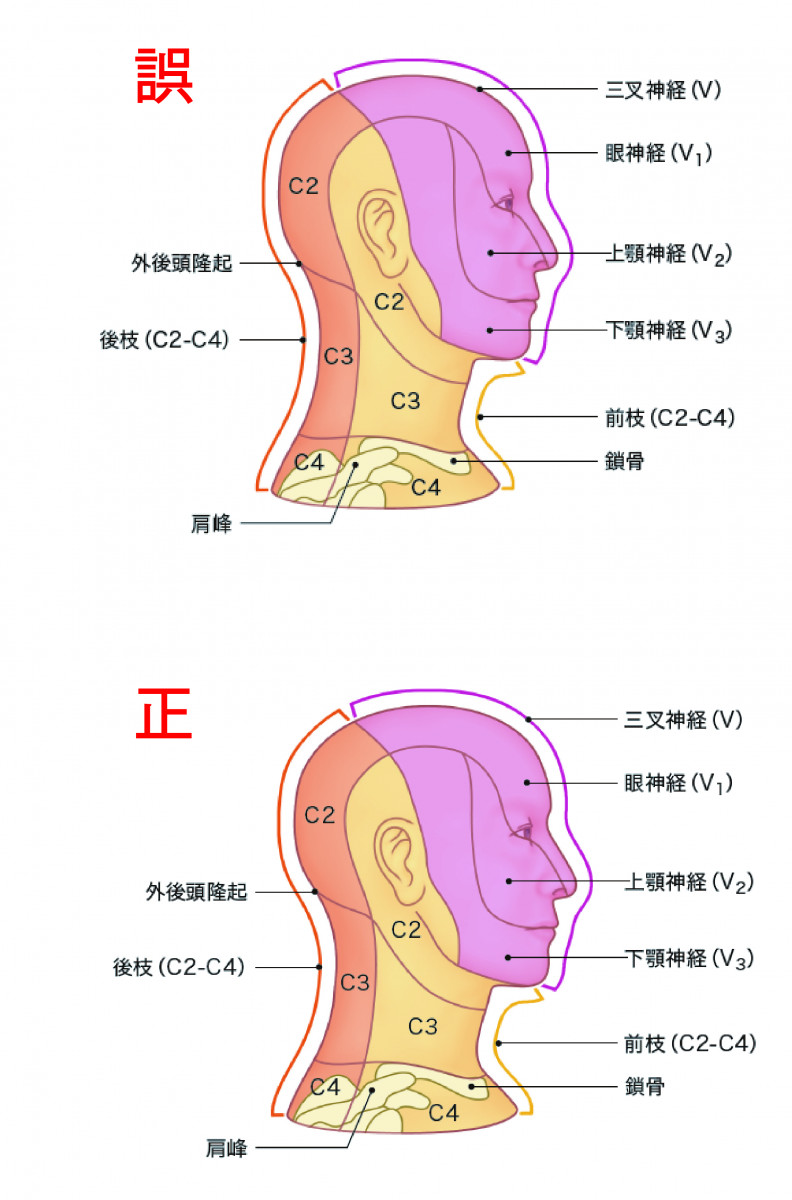 安い本店 脊椎エコーのすべて 頚肩腕部・腰殿部痛治療のために SONOANATOMY，TARGET and INTERVENTION 臨床医学外科系  FONDOBLAKA