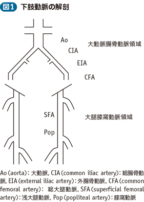 04_39_末梢動脈疾患（PAD）：閉塞性動脈硬化症