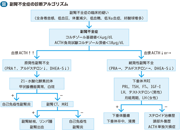 10_23_アジソン病