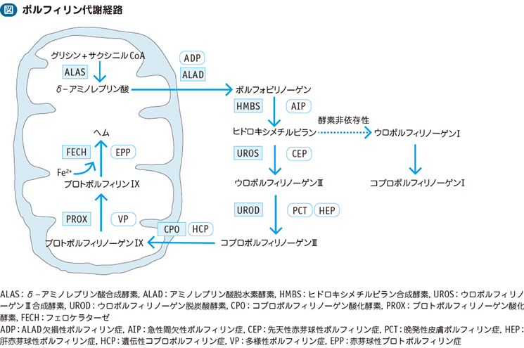 10_47_ポルフィリン症