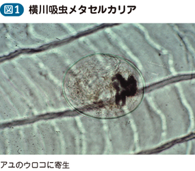 13_13_横川吸虫症（有害異形吸虫症を含む）