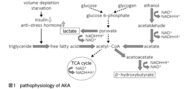 アルコール 性 ケト アシドーシス
