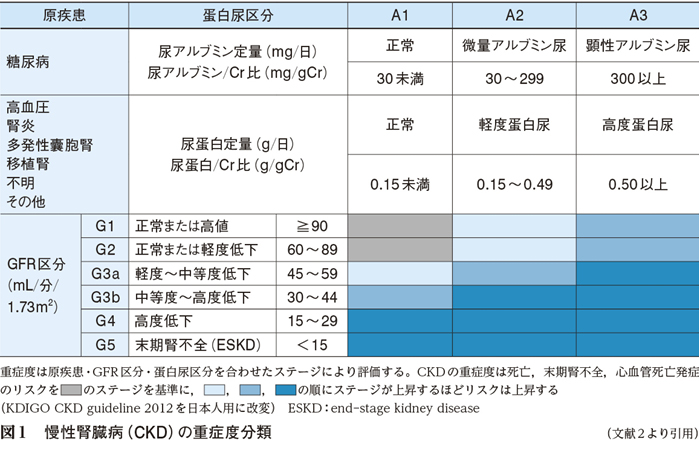 4 腎保護からみた改訂ポイントの意義と妥当性 特集 考察 高血圧