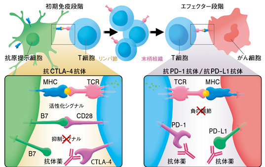 剤 免疫 阻害 チェック 副作用 ポイント