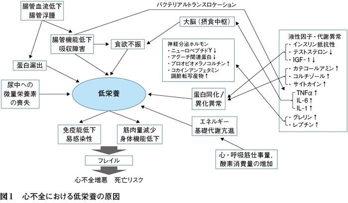 心不全 病態 関連 図