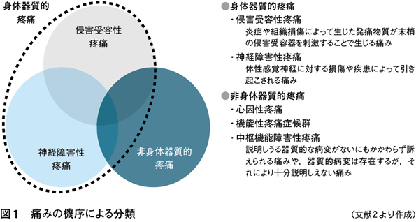 性 疼痛 受容 侵害