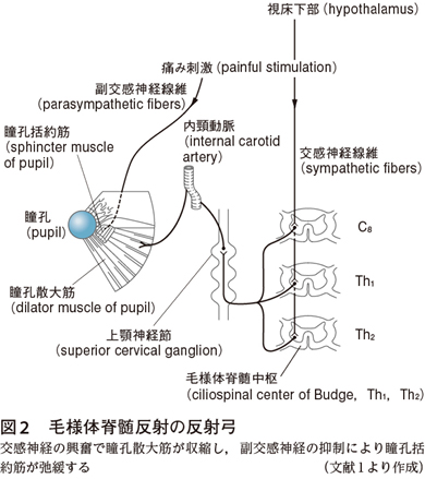 毛様体脊髄反射の伝導経路は Web医事新報 日本医事新報社