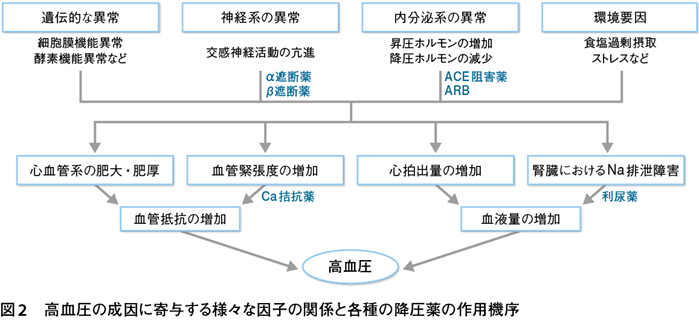 期 血圧 拡張