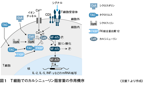 2）カルシニューリン阻害薬ならびにマルチターゲット療法の可能性［特集：最近のループス腎炎治療］｜Web医事新報|日本医事新報社