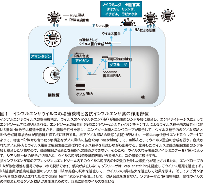 緊急寄稿 3 新型コロナウイルス感染症 Covid 19 を含むウイルス感染症と抗ウイルス薬の作用の特徴 白木公康 Web医事新報 日本医事新報社