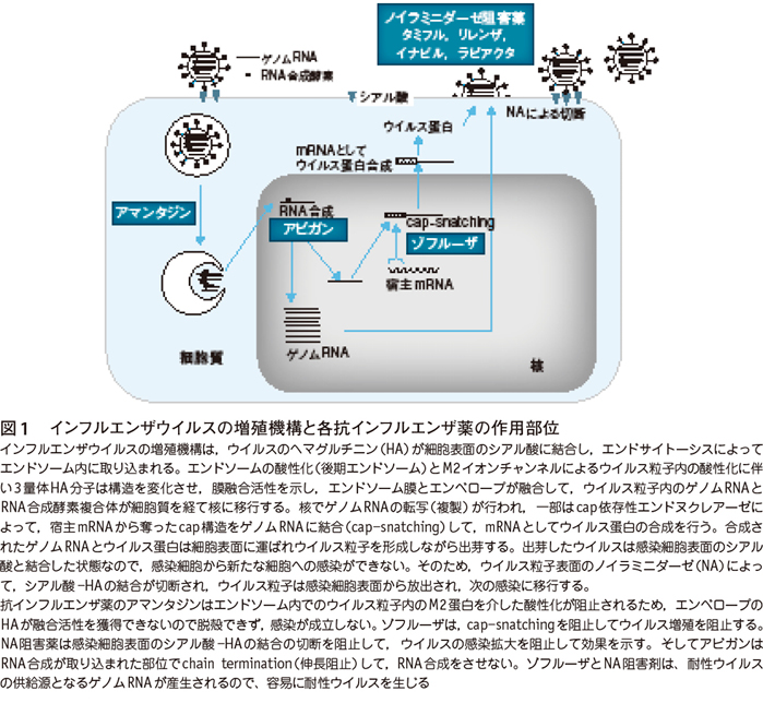 コロナ 風邪 薬 効く